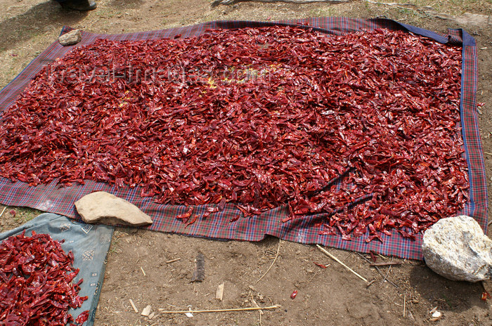 bhutan116: Bhutan - Paro dzongkhag - Drukgyel village - Red chili peppers drying - photo by A.Ferrari - (c) Travel-Images.com - Stock Photography agency - Image Bank