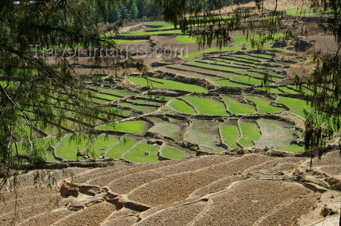 bhutan119: Bhutan - Paro dzongkhag - Drukgyel village - rice fields near the village - Paddy fields - photo by A.Ferrari - (c) Travel-Images.com - Stock Photography agency - Image Bank