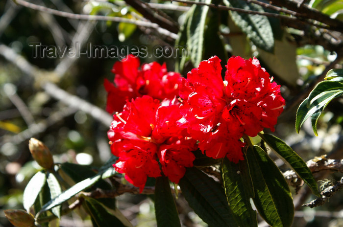 bhutan121: Bhutan - Paro dzongkhag - Red orchids, on the way to Taktshang Goemba - photo by A.Ferrari - (c) Travel-Images.com - Stock Photography agency - Image Bank