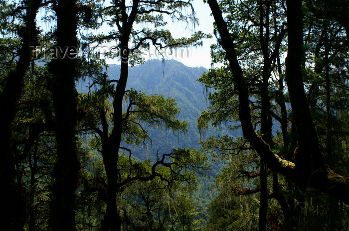 bhutan132: Bhutan - Paro dzongkhag - mountains and the forest on the way to Taktshang Goemba - photo by A.Ferrari - (c) Travel-Images.com - Stock Photography agency - Image Bank