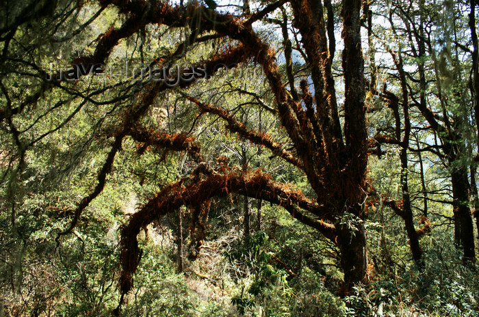 bhutan133: Bhutan - Paro dzongkhag - in the forest on the way to Taktshang Goemba - photo by A.Ferrari - (c) Travel-Images.com - Stock Photography agency - Image Bank