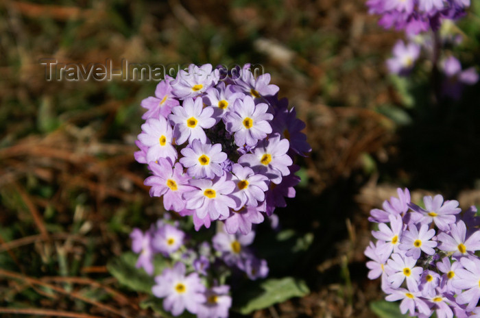 bhutan165: Bhutan - Primulas, on the way to Chele la - photo by A.Ferrari - (c) Travel-Images.com - Stock Photography agency - Image Bank