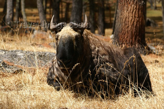 bhutan197: Bhutan - a takin rests - Budorcas taxicolor whitei, near Thimphu - photo by A.Ferrari - (c) Travel-Images.com - Stock Photography agency - Image Bank