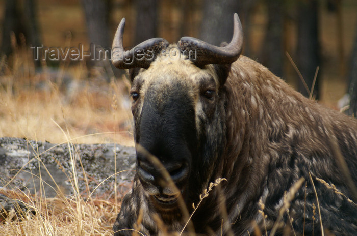 bhutan198: Bhutan - a Bhutan takin - Budorcas taxicolor whitei - a goat-antelope , Bhutan's national animal, near Thimphu - photo by A.Ferrari - (c) Travel-Images.com - Stock Photography agency - Image Bank