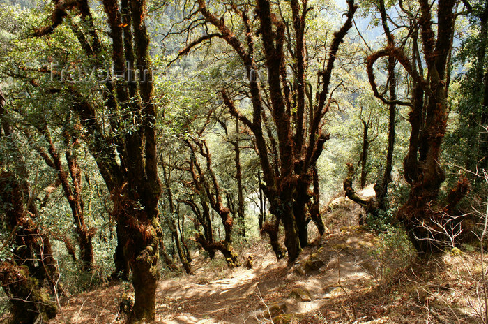 bhutan246: Bhutan - forest, on the way to Tango Goemba - photo by A.Ferrari - (c) Travel-Images.com - Stock Photography agency - Image Bank