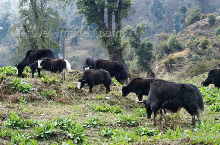 bhutan250: Bhutan - Yaks grazing, near Dochu La pass - photo by A.Ferrari - (c) Travel-Images.com - Stock Photography agency - Image Bank