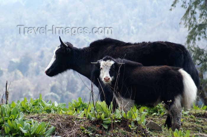 bhutan251: Bhutan - pair of Yaks, near Dochu La pass - photo by A.Ferrari - (c) Travel-Images.com - Stock Photography agency - Image Bank