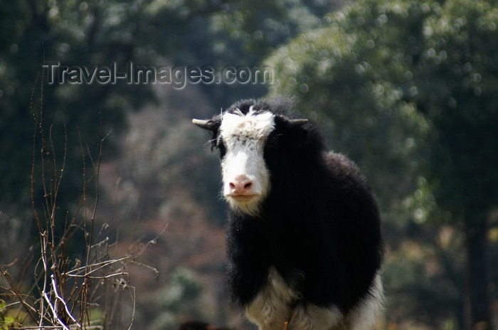 bhutan252: Bhutan - Young Yak, near Dochu La pass - photo by A.Ferrari - (c) Travel-Images.com - Stock Photography agency - Image Bank