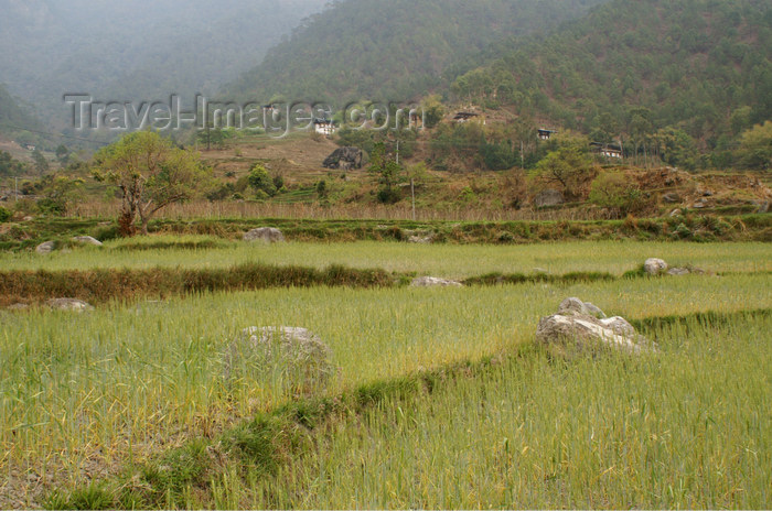 bhutan282: Bhutan - fields, on the way to Khansum Yuelley Namgyal Chorten - photo by A.Ferrari - (c) Travel-Images.com - Stock Photography agency - Image Bank