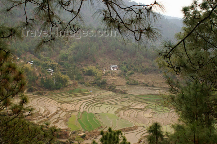 bhutan285: Bhutan - rice paddies - on the way to Khansum Yuelley Namgyal Chorten - photo by A.Ferrari - (c) Travel-Images.com - Stock Photography agency - Image Bank