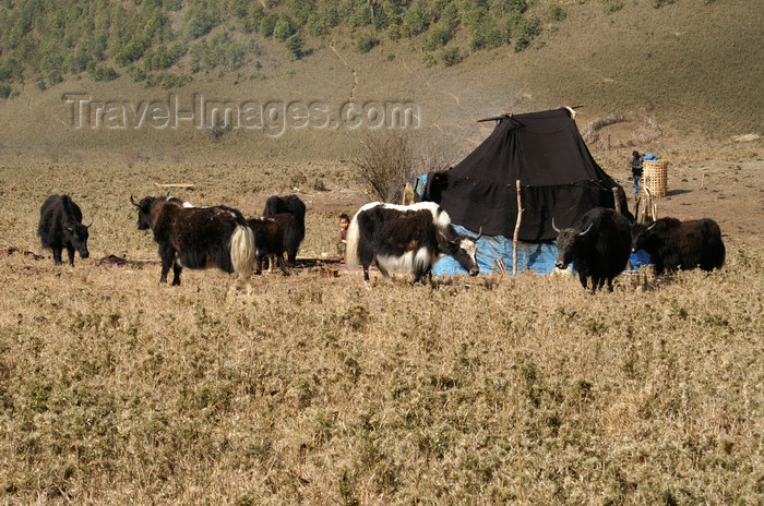 bhutan299: Bhutan - Yaks and tent - Phobjikha valley - photo by A.Ferrari - (c) Travel-Images.com - Stock Photography agency - Image Bank