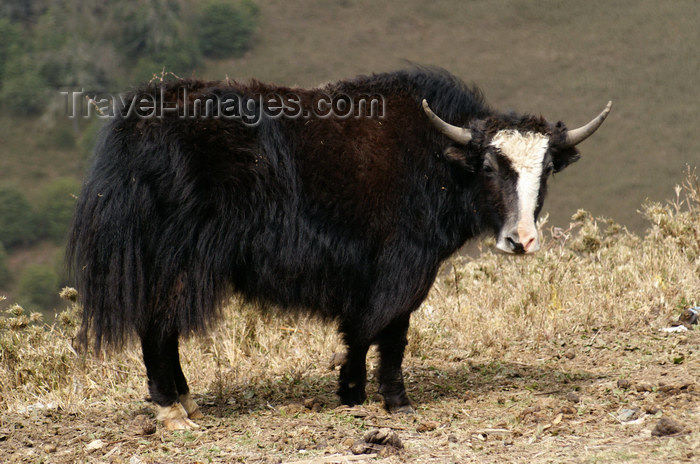 bhutan300: Bhutan - Yak - Phobjikha valley - photo by A.Ferrari - (c) Travel-Images.com - Stock Photography agency - Image Bank