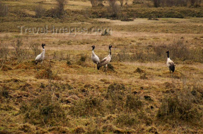 bhutan301: Bhutan - Black-necked cranes - Phobjikha valley - photo by A.Ferrari - (c) Travel-Images.com - Stock Photography agency - Image Bank