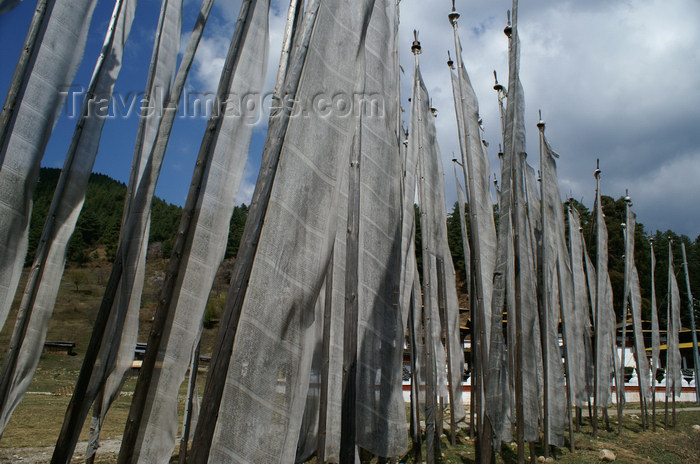 bhutan337: Bhutan - Prayer flags, between Zangto Pelri Lhakhang and Kurjey Lhakhang - photo by A.Ferrari - (c) Travel-Images.com - Stock Photography agency - Image Bank