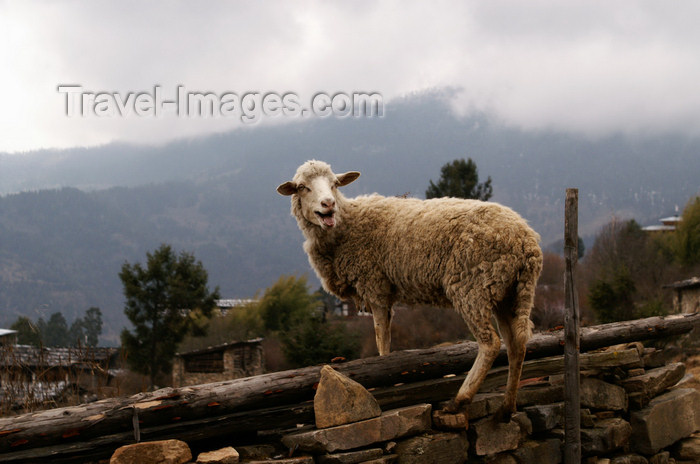 bhutan374: Bhutan - Shingkhar, Zhemgang District - Sheep - photo by A.Ferrari - (c) Travel-Images.com - Stock Photography agency - Image Bank