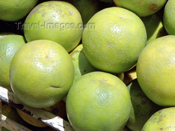 bolivia38: Santa Cruz de la Sierra, Andrés Ibáñez province, Sta Cruz department, Bolivia: oranges / naranjas / laranjas - photo by M.Bergsma - (c) Travel-Images.com - Stock Photography agency - Image Bank