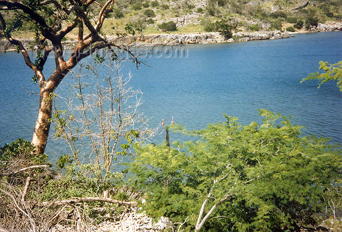 bonaire1: Bonaire/ BON: vegetation along the shore - ABC islands - photo by G.Frysinger - (c) Travel-Images.com - Stock Photography agency - Image Bank