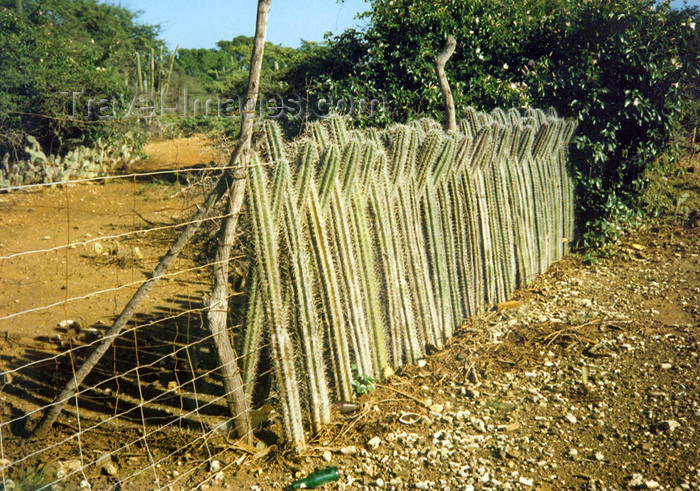 bonaire3: Bonaire/ BON: cactus used as fencing - photo by G.Frysinger - (c) Travel-Images.com - Stock Photography agency - Image Bank