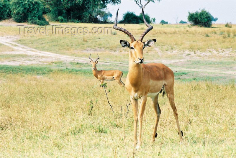 botswana1: Chobe National Park, North-West District, Botswana: antelopes posing for the camera - Aepyceros melampus - savannah - photo by C.Engelbrecht - (c) Travel-Images.com - Stock Photography agency - Image Bank