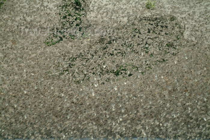 botswana11: Okavango delta, North-West District, Botswana: a mass of birds in flight - photo by J.Banks - (c) Travel-Images.com - Stock Photography agency - Image Bank