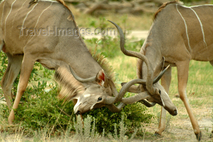 botswana12: Okavango delta, North-West District, Botswana: Greater Kudus clash their spiral horns - antelope playing -Tragelaphus strepsiceros - photo by J.Banks - (c) Travel-Images.com - Stock Photography agency - Image Bank