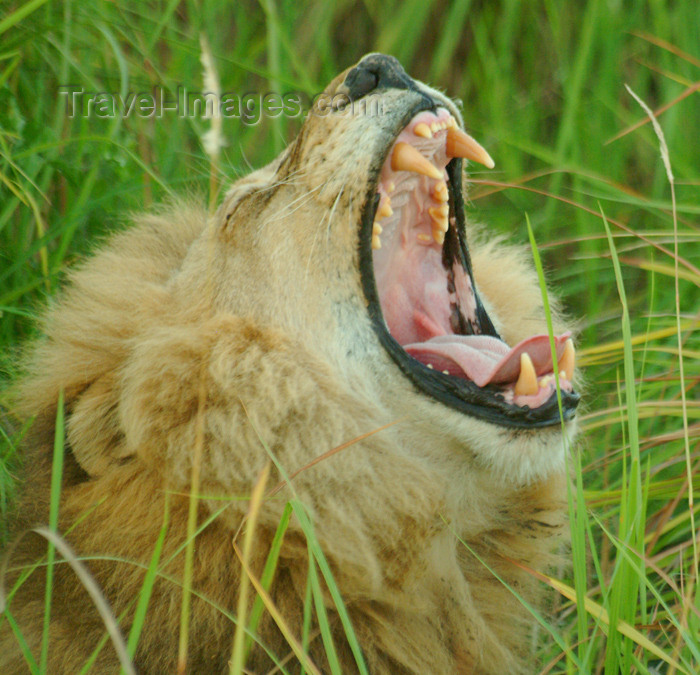 botswana13: Chobe National Park, North-West District, Botswana: awaking lion - mouth wide open - photo by J.Banks - (c) Travel-Images.com - Stock Photography agency - Image Bank