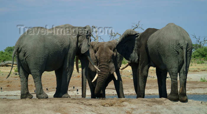 botswana16: Chobe National Park, North-West District, Botswana: elephants drinking and playing - Loxodonta africana - photo by J.Banks - (c) Travel-Images.com - Stock Photography agency - Image Bank