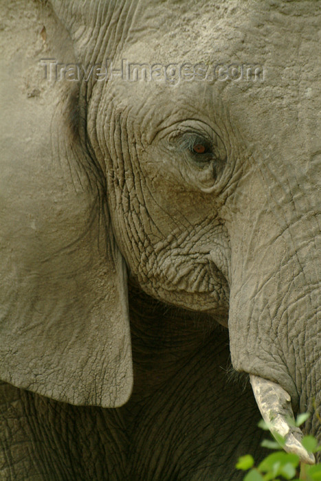botswana18: Chobe National Park, North-West District, Botswana: elephant - close up - tough and thick skin - short tusks of Kalahari elephants - photo by J.Banks - (c) Travel-Images.com - Stock Photography agency - Image Bank