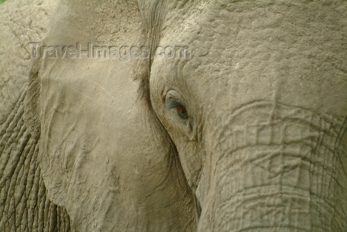 botswana19: Chobe National Park, North-West District, Botswana: elephant - eye to eye - the park is home to 50,000 elephants - photo by J.Banks - (c) Travel-Images.com - Stock Photography agency - Image Bank