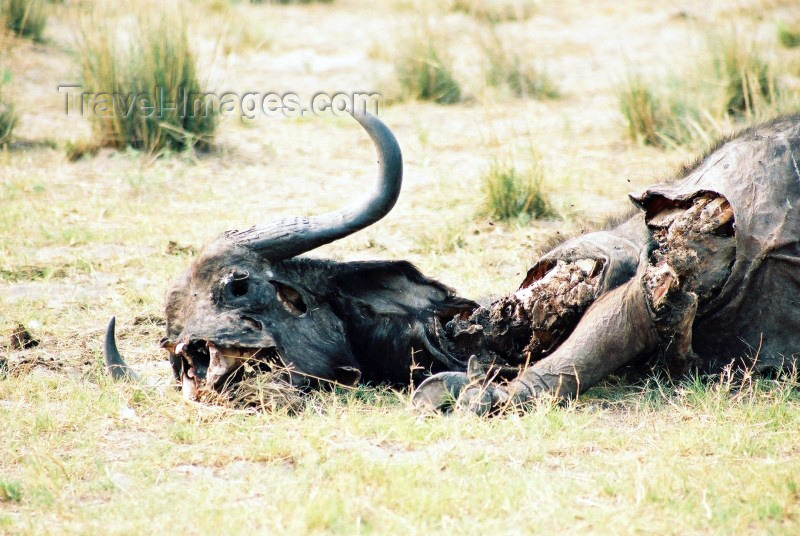 botswana2: Chobe National Park, North-West District, Botswana: death - remains of a Cape Buffalo - bovid carcass - Syncerus caffer - photo by C.Engelbrecht - (c) Travel-Images.com - Stock Photography agency - Image Bank