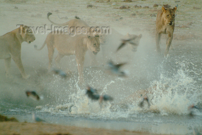 botswana20: Chobe National Park, North-West District, Botswana: lions - action at a water hole - photo by J.Banks - (c) Travel-Images.com - Stock Photography agency - Image Bank