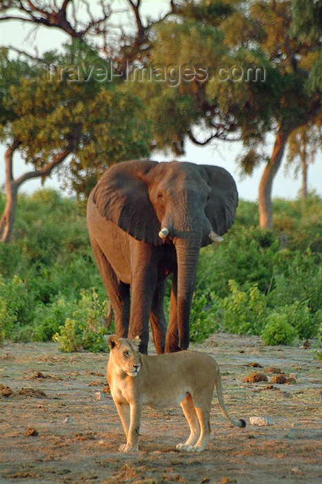 botswana21: Chobe National Park, North-West District, Botswana: friends - elephant and lioness - photo by J.Banks - (c) Travel-Images.com - Stock Photography agency - Image Bank