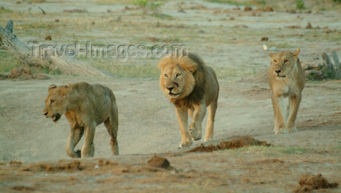 botswana22: Chobe National Park, North-West District, Botswana: lions guarding their territory - photo by J.Banks - (c) Travel-Images.com - Stock Photography agency - Image Bank