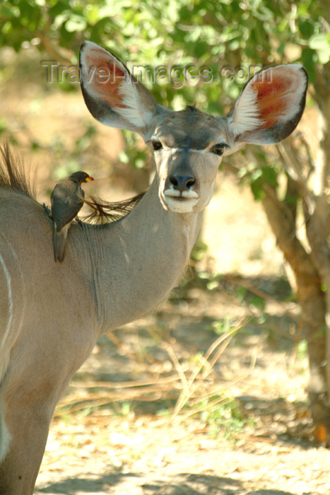 botswana23: Chobe National Park, North-West District, Botswana: bird and female Great Kudu - helping each other - symbiosis - photo by J.Banks - (c) Travel-Images.com - Stock Photography agency - Image Bank
