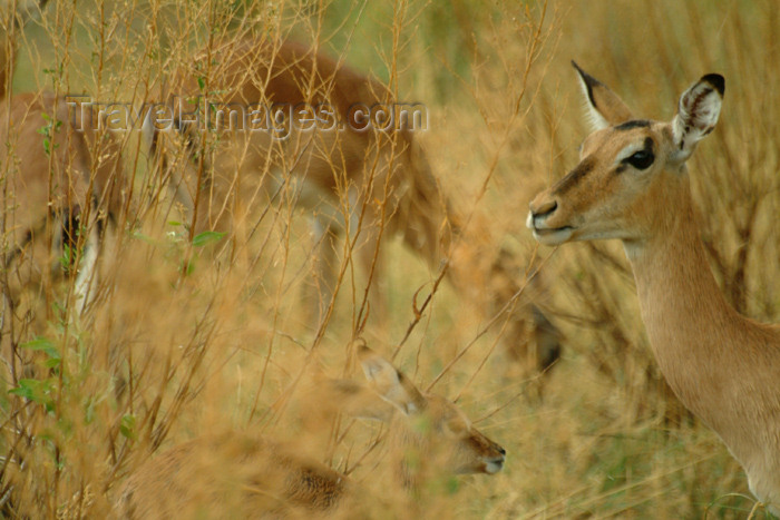 botswana24: Okavango delta, North-West District, Botswana: impalas grazing - Aepyceros melampus - photo by J.Banks - (c) Travel-Images.com - Stock Photography agency - Image Bank