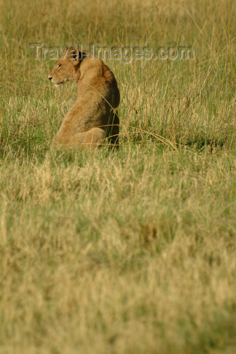 botswana25: Chobe National Park, North-West District, Botswana: lioness keeping watch over the grassland - photo by J.Banks - (c) Travel-Images.com - Stock Photography agency - Image Bank