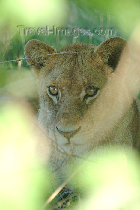 botswana26: Chobe National Park, North-West District, Botswana: lioness in the bushes - photo by J.Banks - (c) Travel-Images.com - Stock Photography agency - Image Bank