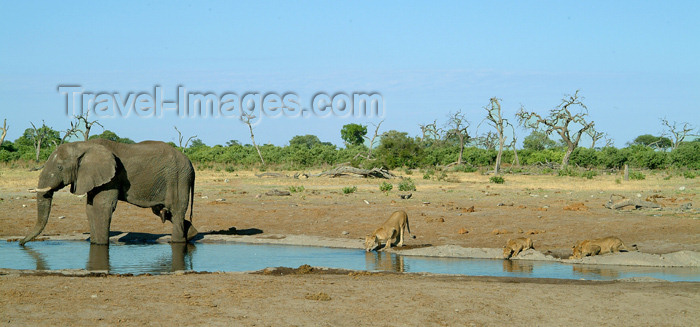 botswana27: Chobe National Park, North-West District, Botswana: living together - elephant and lions share drinking water - pump pan - photo by J.Banks - (c) Travel-Images.com - Stock Photography agency - Image Bank