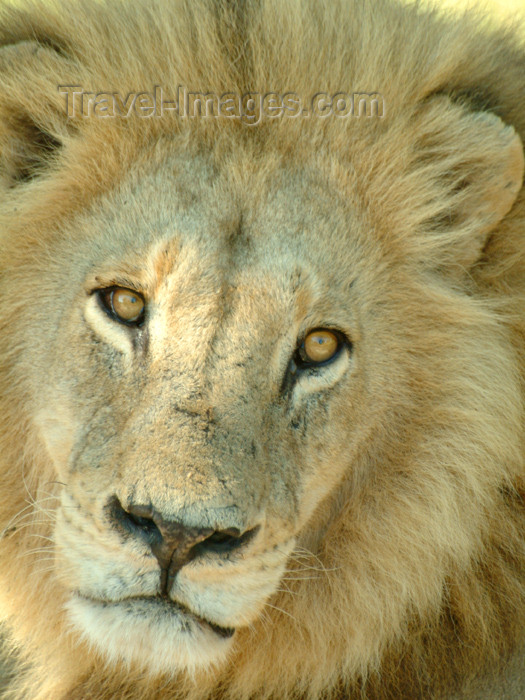 botswana29: Okavango delta, North-West District, Botswana: lion - close up - Panthera leo- photo by J.Banks - (c) Travel-Images.com - Stock Photography agency - Image Bank