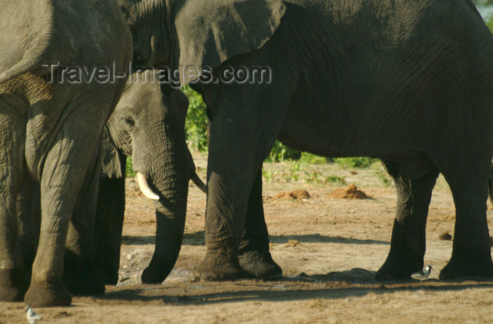 botswana32: Chobe National Park, North-West District, Botswana: protecting the herd - Kalahari elephants - photo by J.Banks - (c) Travel-Images.com - Stock Photography agency - Image Bank