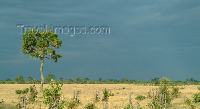 botswana34: Chobe National Park, North-West District, Botswana: stormy day in the  savannah - dark sky - photo by J.Banks - (c) Travel-Images.com - Stock Photography agency - Image Bank