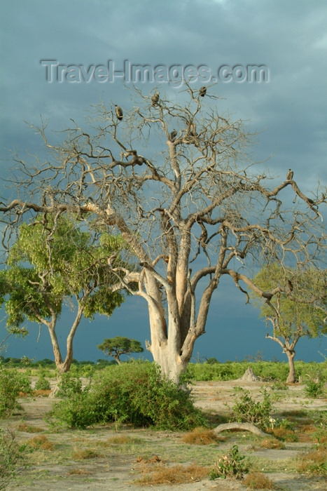 botswana35: Chobe National Park, North-West District, Botswana: vultures waiting - scavenging birds on a tree - photo by J.Banks - (c) Travel-Images.com - Stock Photography agency - Image Bank