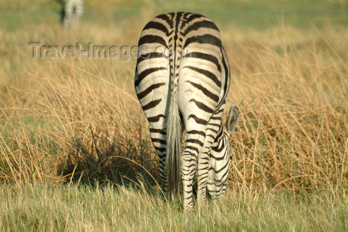 botswana36: Okavango delta, North-West District, Botswana: zebra grazing - rear end - photo by J.Banks - (c) Travel-Images.com - Stock Photography agency - Image Bank