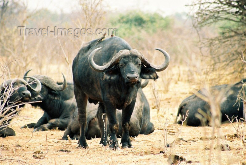 botswana4: Chobe National Park, North-West District, Botswana: Chobe National Park: Cape buffalo with birds - Syncerus caffer - known as one of the 'big five' - photo by C.Engelbrecht - (c) Travel-Images.com - Stock Photography agency - Image Bank