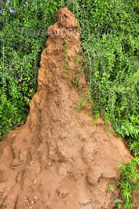 botswana53: Gaborone Game Reserve, South-East District, Botswana: termite mound - 2 meter tall conical termitaria - anthill providing temperature and moisture control for the fungal gardens - photo by M.Torres - (c) Travel-Images.com - Stock Photography agency - Image Bank