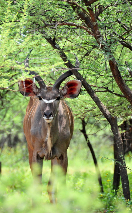 botswana54: Gaborone Game Reserve, South-East District, Botswana: Greater Kudu bull in the in the Bushveld sub-tropical woodland - Tragelaphus strepsiceros - woodland antelope with large, rounded ears - ruminant mammal - photo by M.Torres - (c) Travel-Images.com - Stock Photography agency - Image Bank