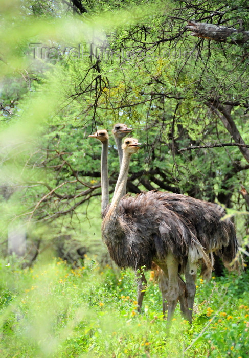 botswana55: Gaborone Game Reserve, South-East District, Botswana: female Ostriches in the woodland - Struthio camelus - a harem of three hens - photo by M.Torres - (c) Travel-Images.com - Stock Photography agency - Image Bank