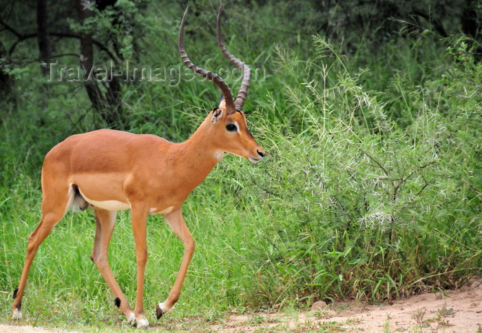 botswana56: Gaborone Game Reserve, South-East District, Botswana: male Impala with his lyre-shaped horns - Aepyceros melampus - even-toed ungulate - family Bovidae - Rooibok - photo by M.Torres - (c) Travel-Images.com - Stock Photography agency - Image Bank