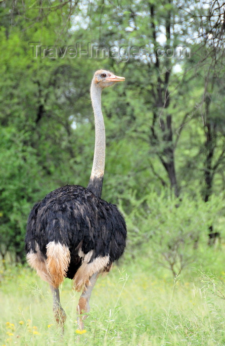 botswana57: Gaborone Game Reserve, South-East District, Botswana: male Ostrich - Struthio camelus - flightless bird - photo by M.Torres - (c) Travel-Images.com - Stock Photography agency - Image Bank