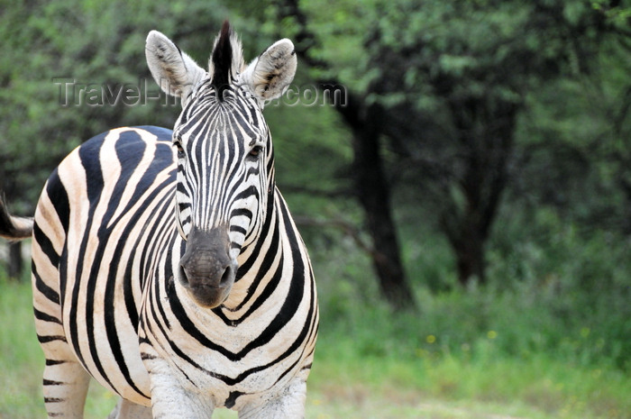 botswana58: Gaborone Game Reserve, South-East District, Botswana: Burchell's Zebra, Equus quagga burchellii - the national animal of Botswana - photo by M.Torres - (c) Travel-Images.com - Stock Photography agency - Image Bank